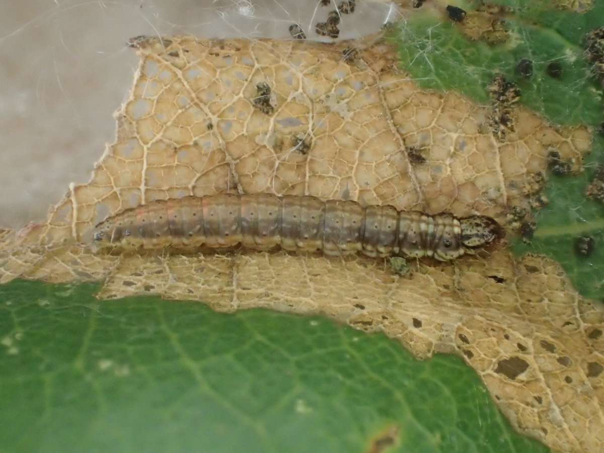 Double-striped Knot-horn (Cryptoblabes bistriga) photographed in Kent by Dave Shenton 