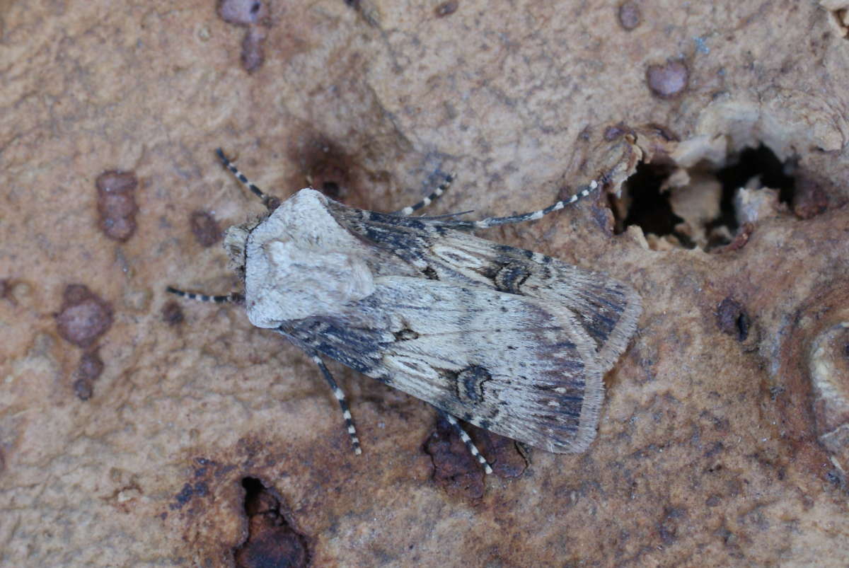 Shuttle-shaped Dart (Agrotis puta) photographed at Aylesham  by Dave Shenton 