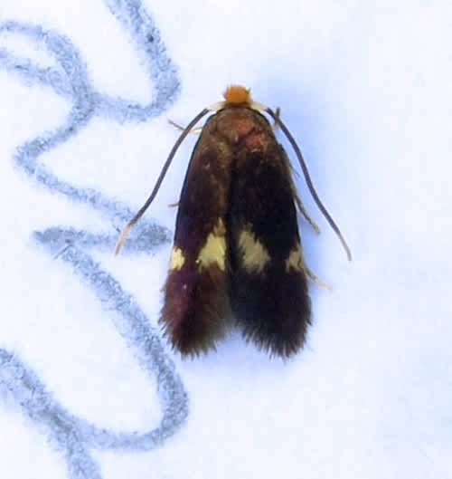 Four-spot Pigmy (Bohemannia quadrimaculella) photographed in Kent by Andrew Stanger 