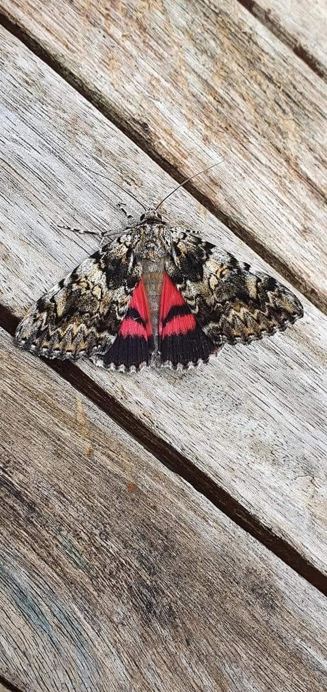 Light Crimson Underwing (Catocala promissa) photographed at Ashford  by Leonard Cooper 