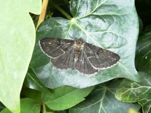 Willow Beauty (Peribatodes rhomboidaria) photographed in Kent by Malcolm Jennings 