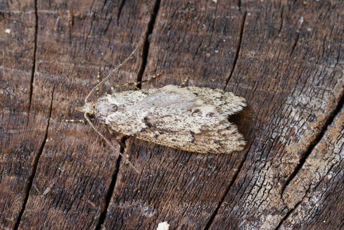 March Tubic (Diurnea fagella) photographed at Aylesham  by Dave Shenton 