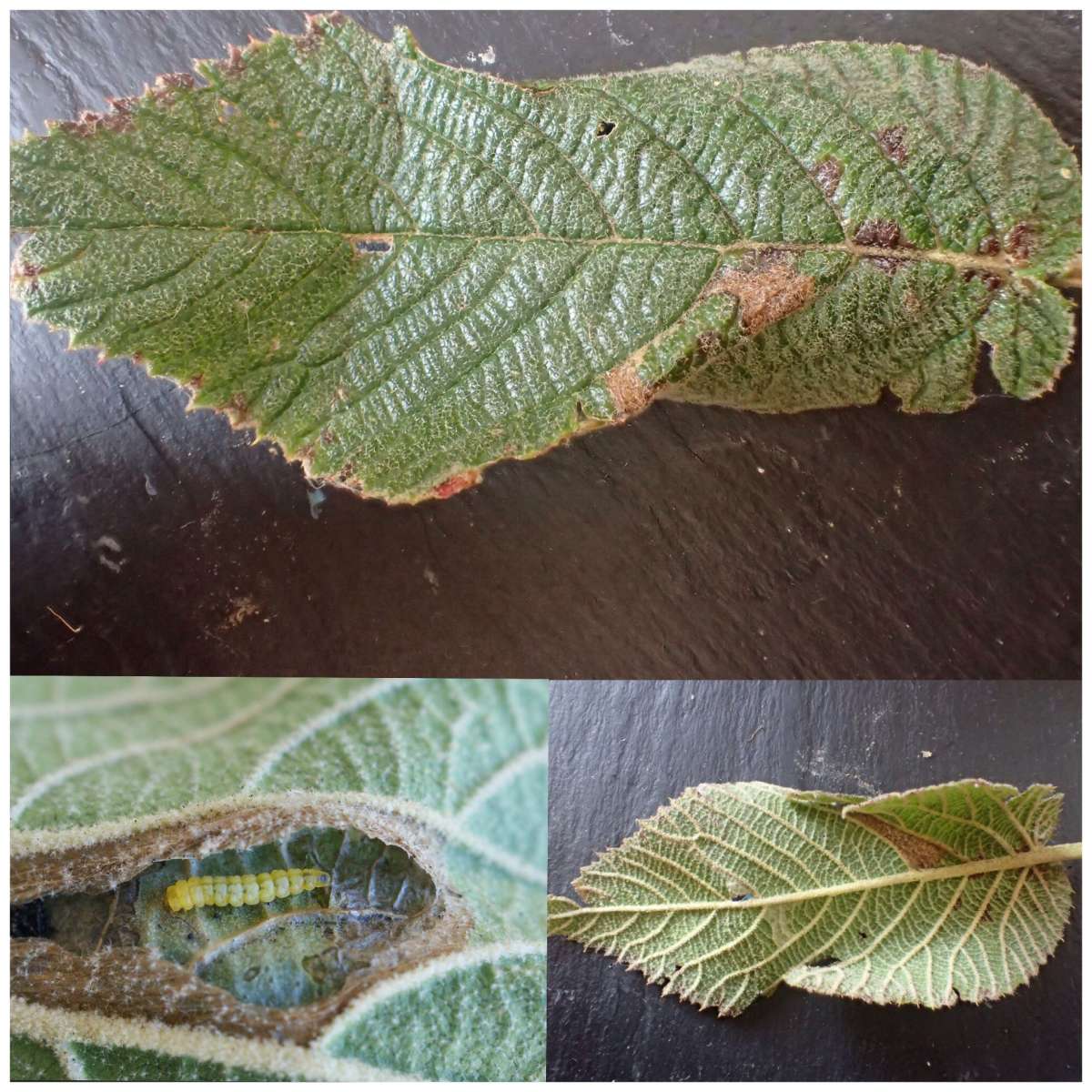 Viburnum Midget (Phyllonorycter lantanella) photographed in Kent by Dave Shenton 