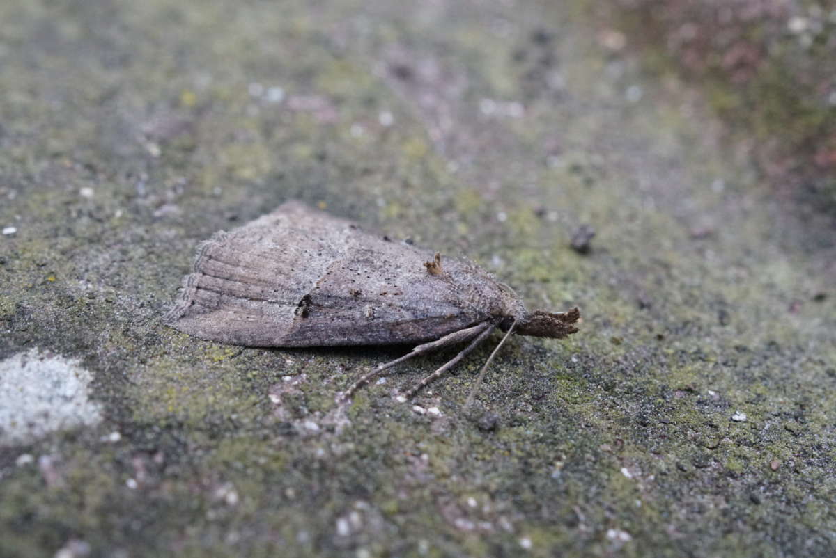 Buttoned Snout (Hypena rostralis) photographed in Kent by Dave Shenton 