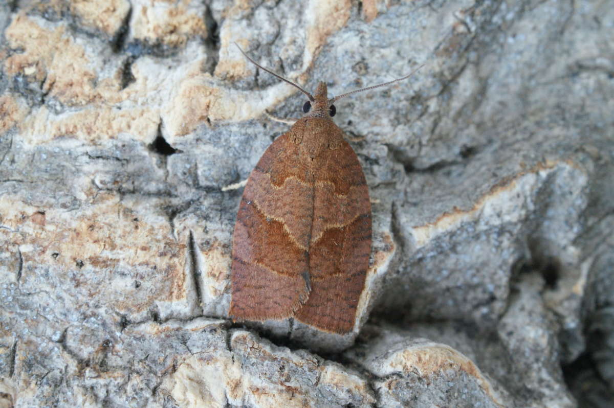 Dark Fruit-tree Tortrix (Pandemis heparana) photographed at Aylesham  by Dave Shenton 