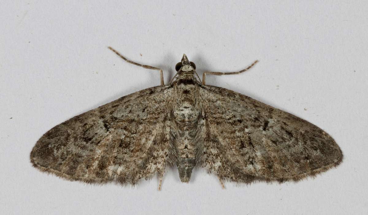 Juniper Pug (Eupithecia pusillata) photographed in Kent by Steve Cutt