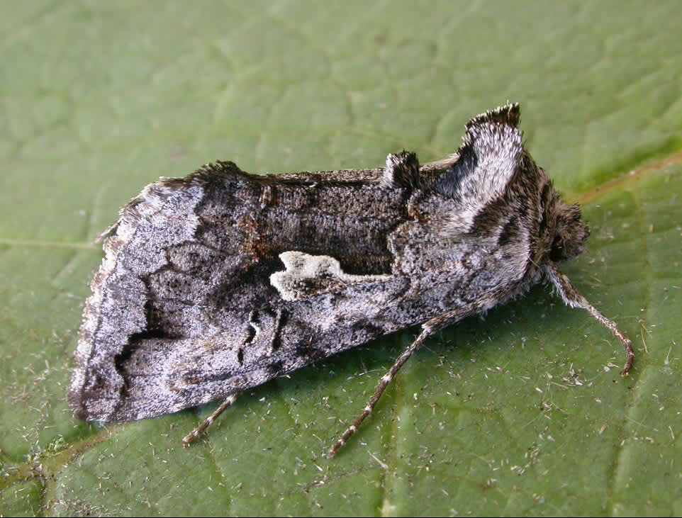 Scarce Silver Y (Syngrapha interrogationis) photographed in Kent by David Beadle 