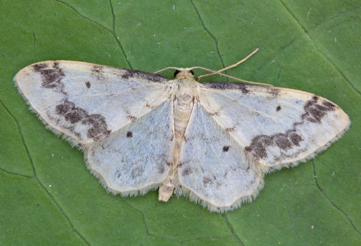 Treble Brown Spot (Idaea trigeminata) photographed at Boughton-under-Blean by Peter Maton 