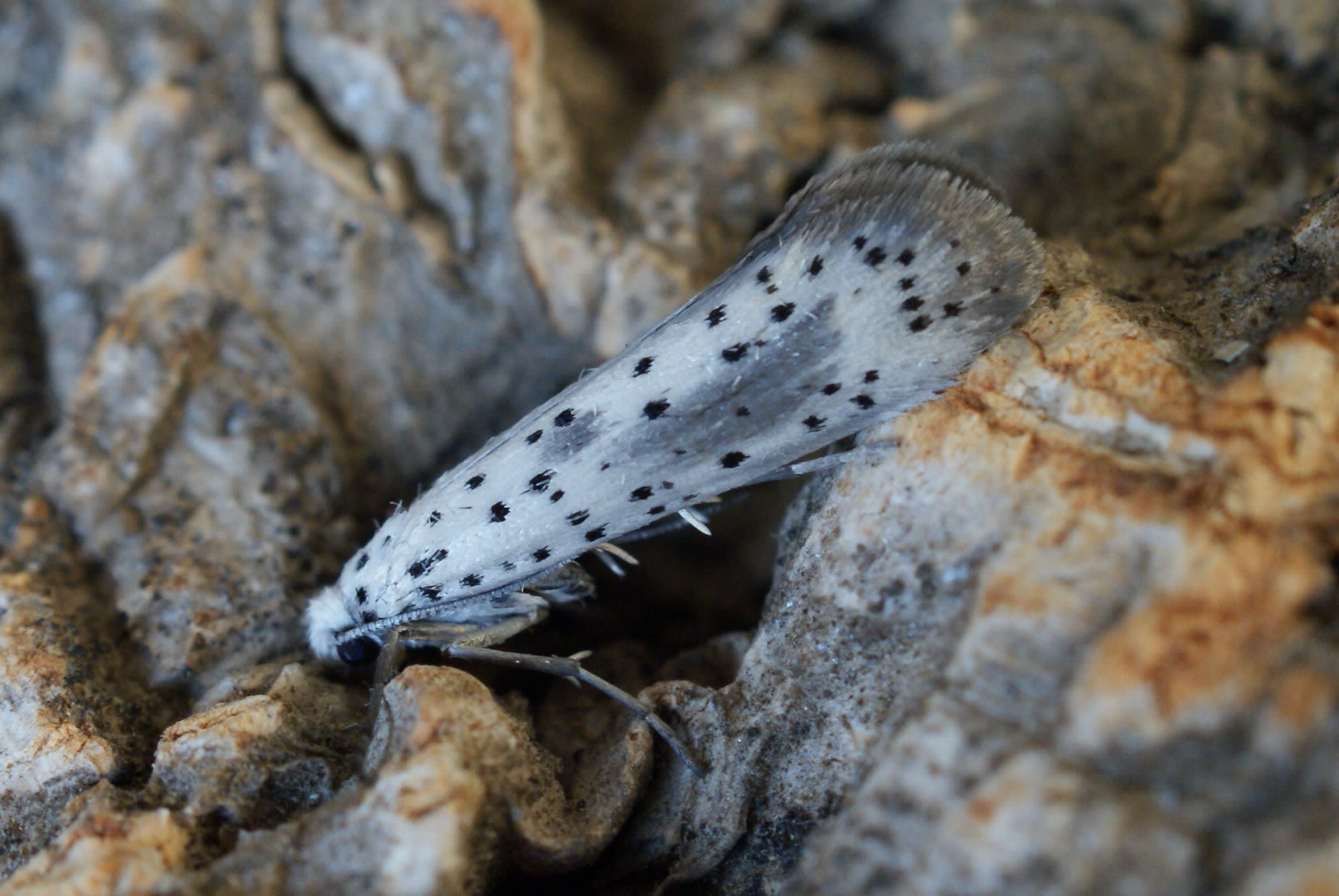 Scarce Ermine (Yponomeuta irrorella) photographed at Aylesham  by Dave Shenton