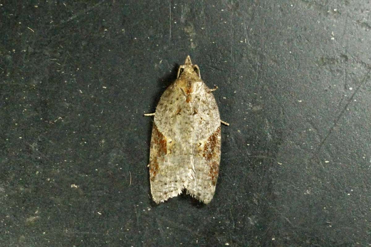 Dark-triangle Button (Acleris laterana) photographed at Denne Hill Farm by Dave Shenton 