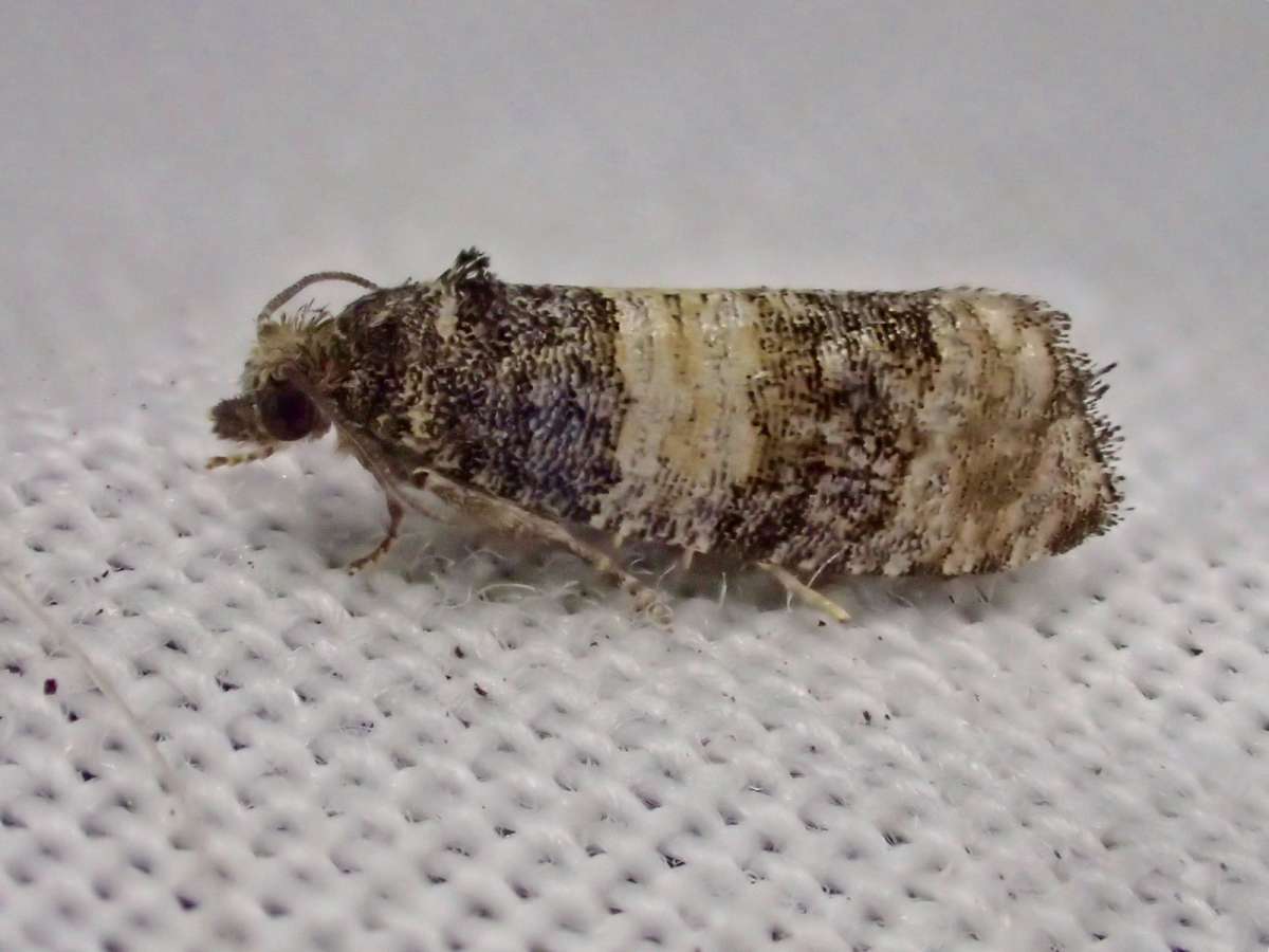 Pine Marble (Piniphila bifasciana) photographed at Sandwich Bay by Dave Shenton 