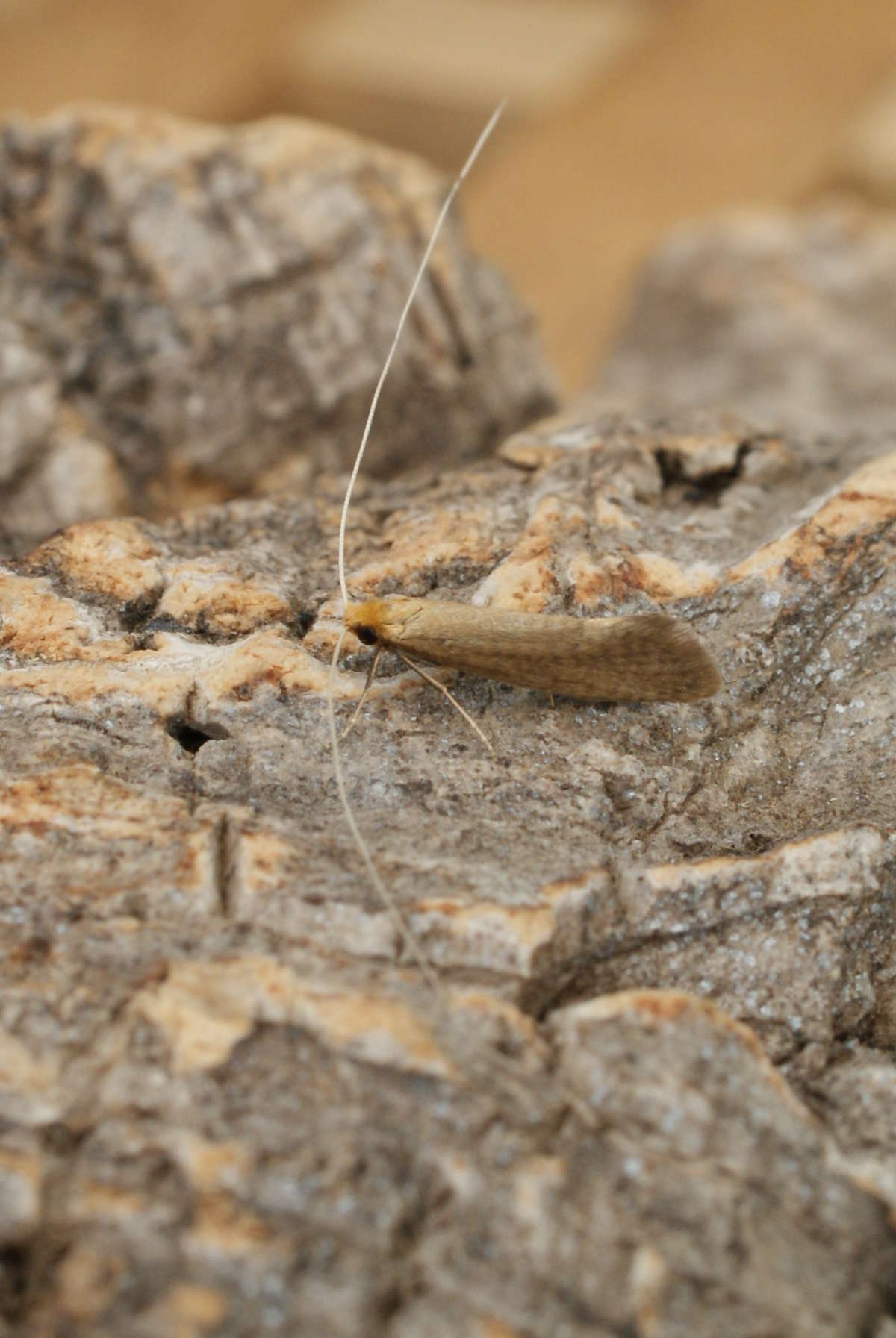 Large Long-horn (Nematopogon swammerdamella) photographed at Aylesham  by Dave Shenton 