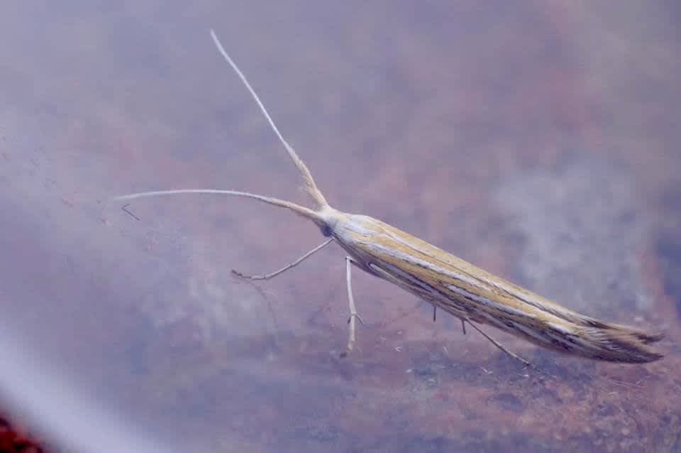 Downland Case-bearer (Coleophora lixella) photographed in Kent by Oliver Bournat