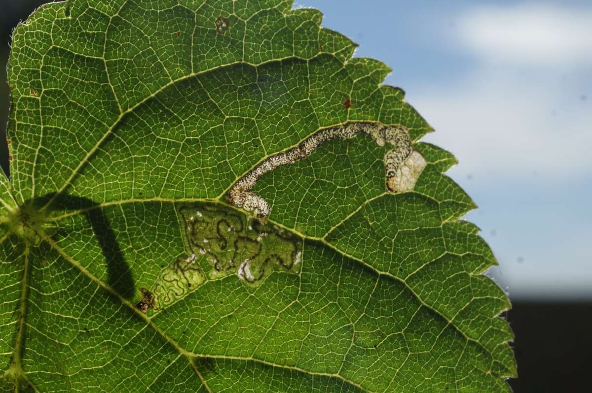 Lime Pigmy (Stigmella tiliae) photographed in Kent by Dave Shenton 