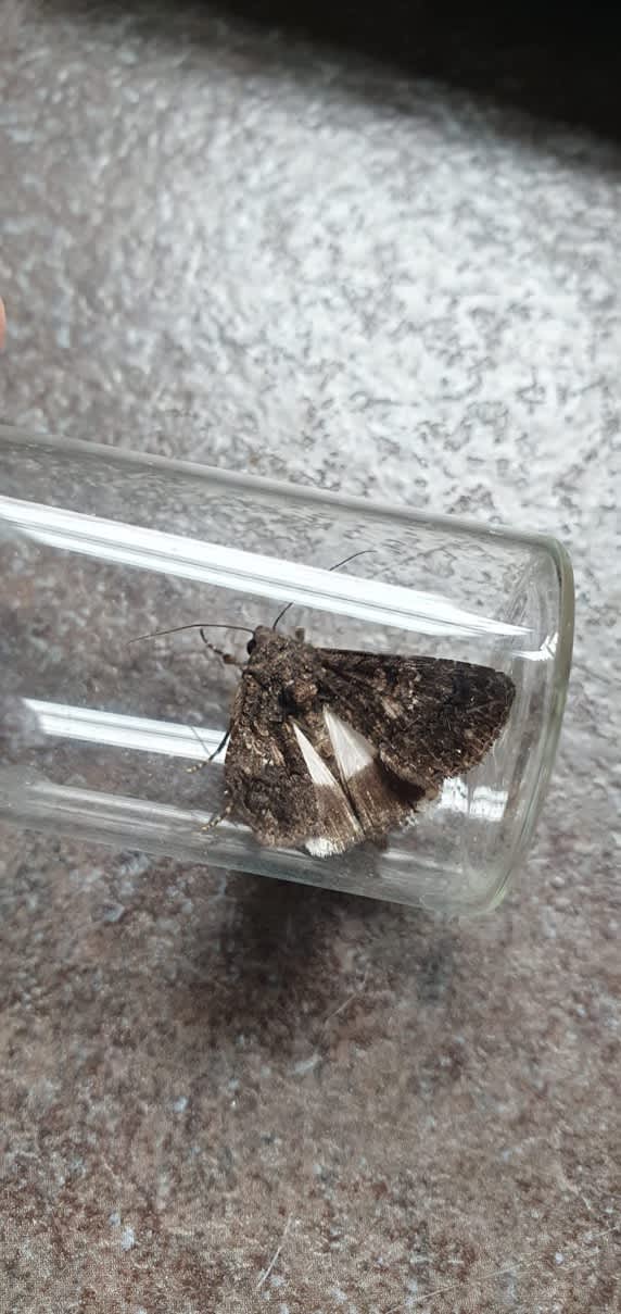 Sorcerer (Aedia leucomelas) photographed at SBBO  by Ian Hunter