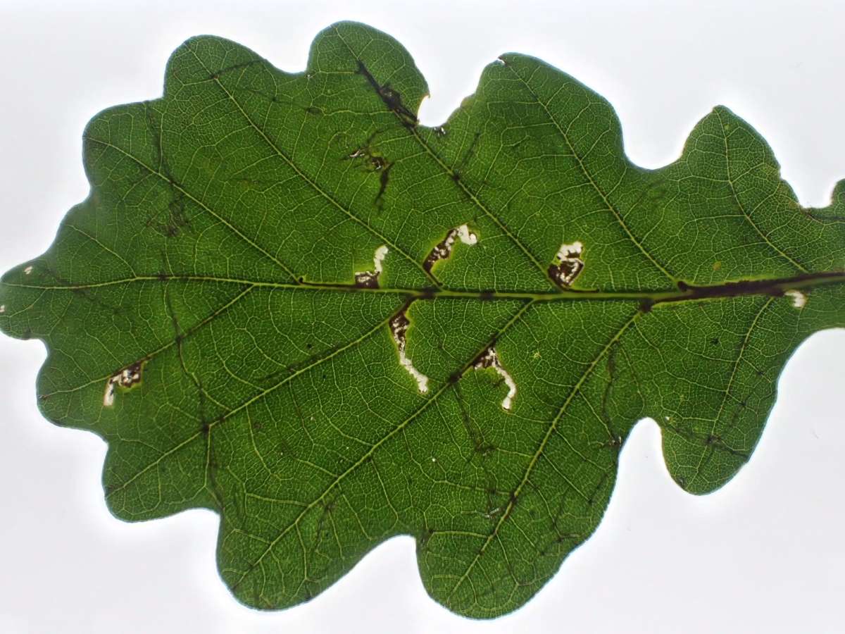 Oak Bent-wing (Bucculatrix ulmella) photographed at Sheppey  by Dave Shenton 