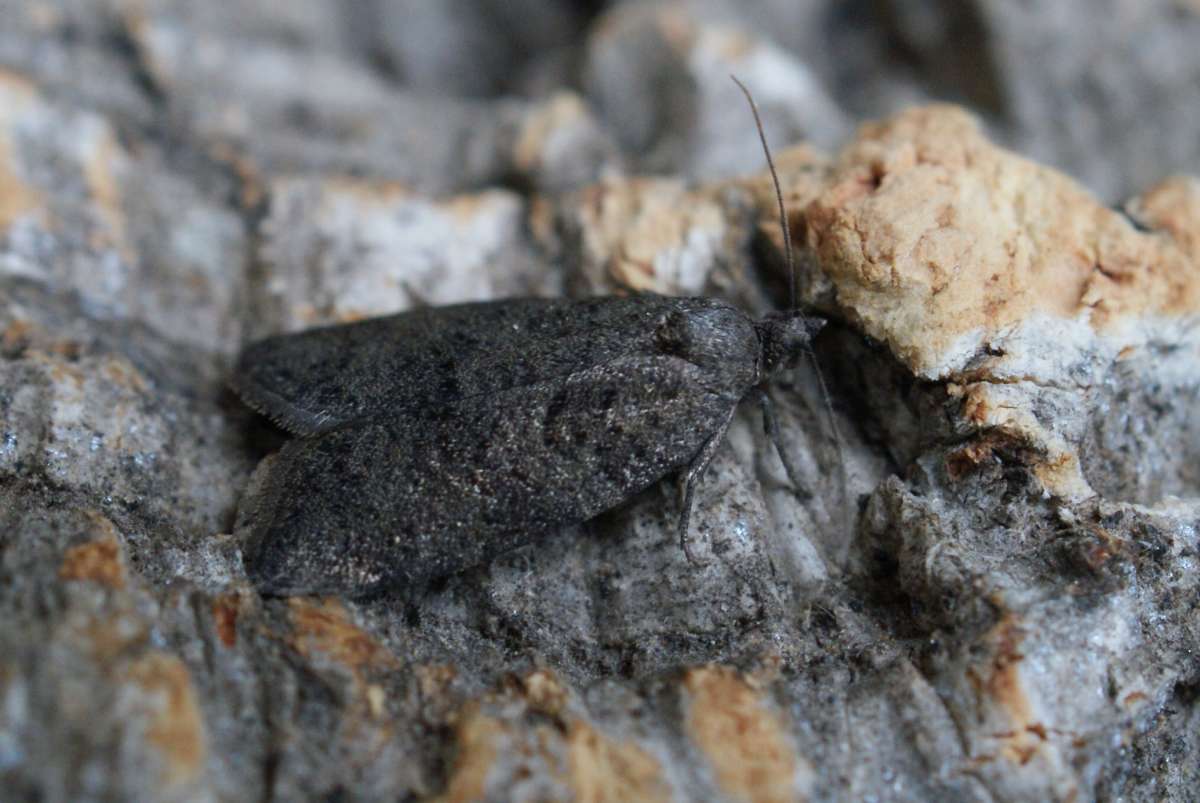 Deep Brown Shade (Neosphaleroptera nubilana) photographed at Aylesham  by Dave Shenton 