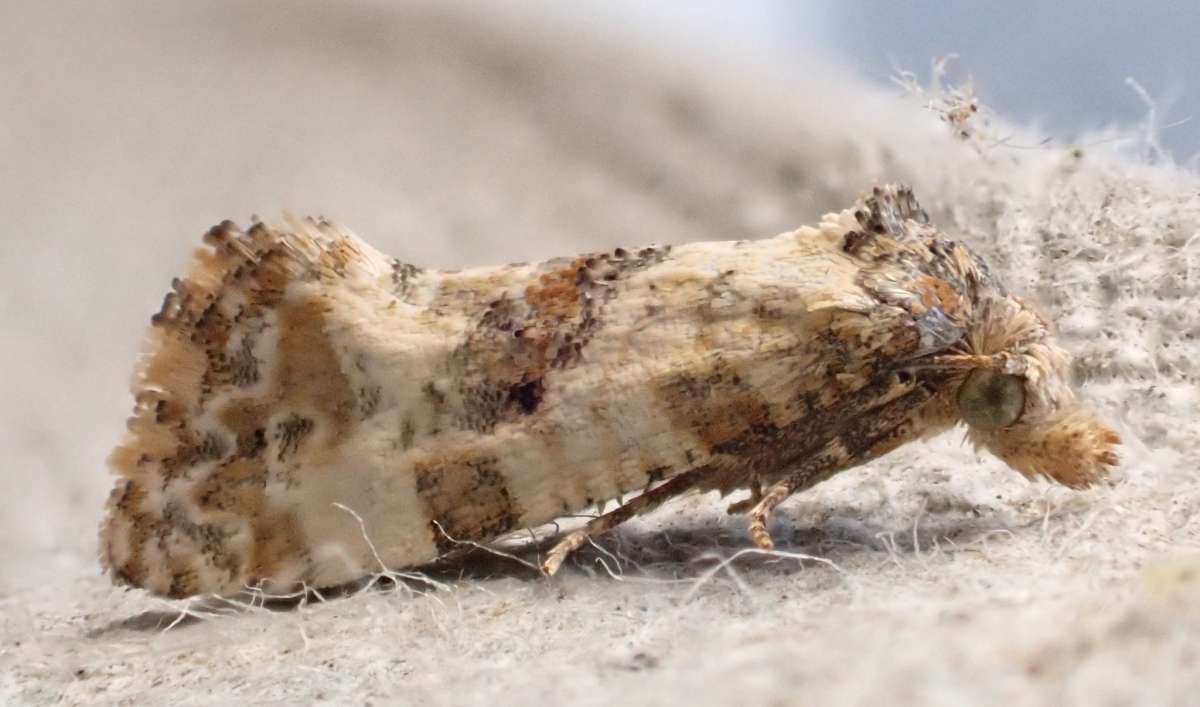 Ox-tongue Conch (Cochylis molliculana) photographed in Kent by Andrew Stanger 