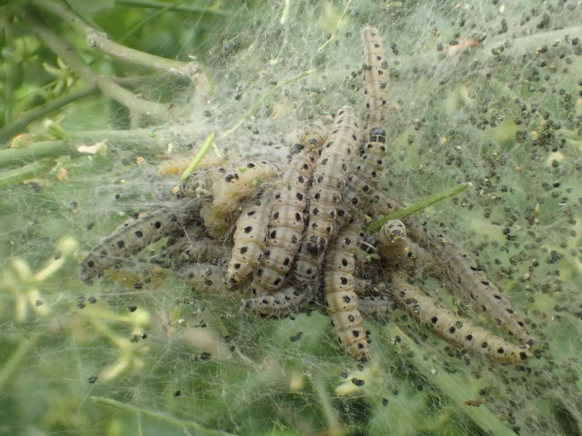 Spindle Ermine (Yponomeuta cagnagella) photographed at Monkton NR by Dave Shenton