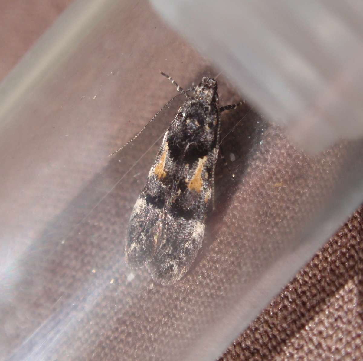 Chestnut Groundling (Teleiodes flavimaculella) photographed at Southborough Common by Rosie Bleet