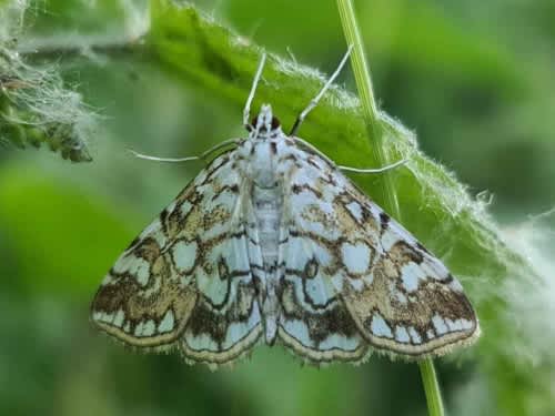 Brown China-mark (Elophila nymphaeata) photographed in Kent by Francesca Partridge 