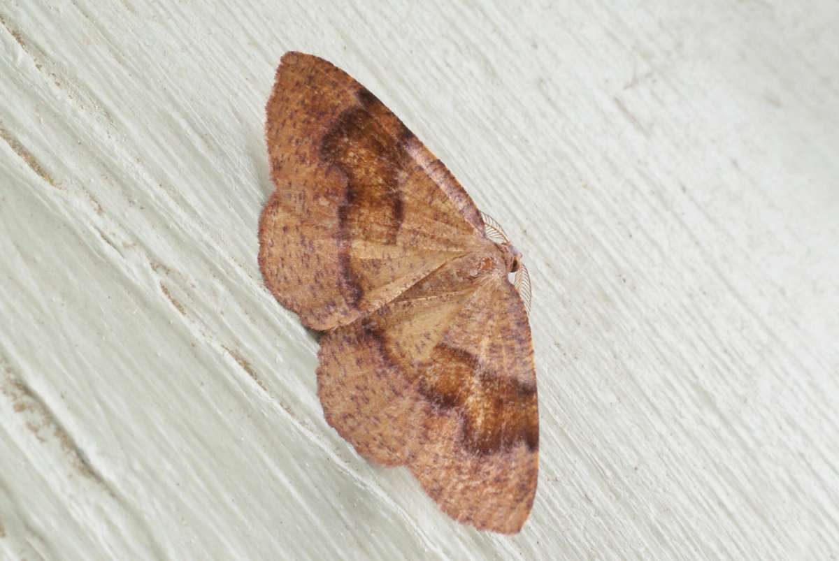 Barred Umber (Plagodis pulveraria) photographed in Kent by Dave Shenton 