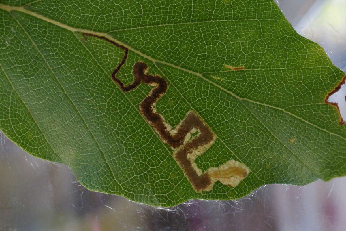 Small Beech Pigmy (Stigmella tityrella) photographed in Kent by Dave Shenton 