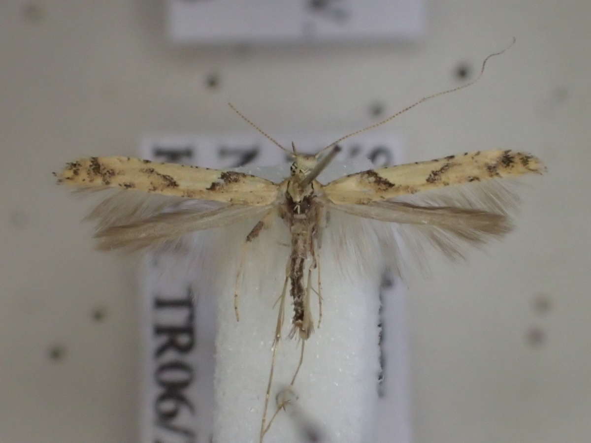 Pale Maple Slender (Caloptilia honoratella) photographed in Kent by Dave Shenton 