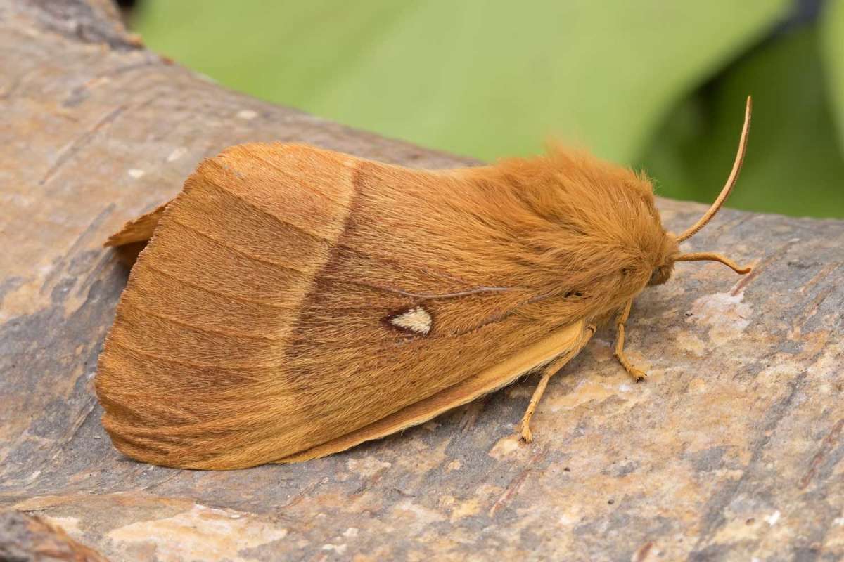 Oak Eggar (Lasiocampa quercus) photographed at Boughton-under-Blean  by Peter Maton 