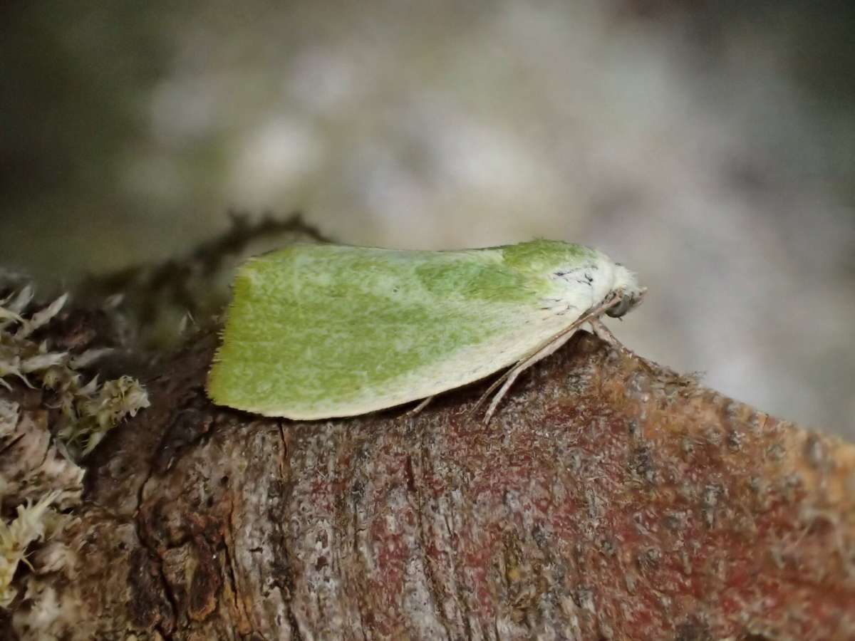 Cream-bordered Green Pea (Earias clorana) photographed in Kent by Dave Shenton 