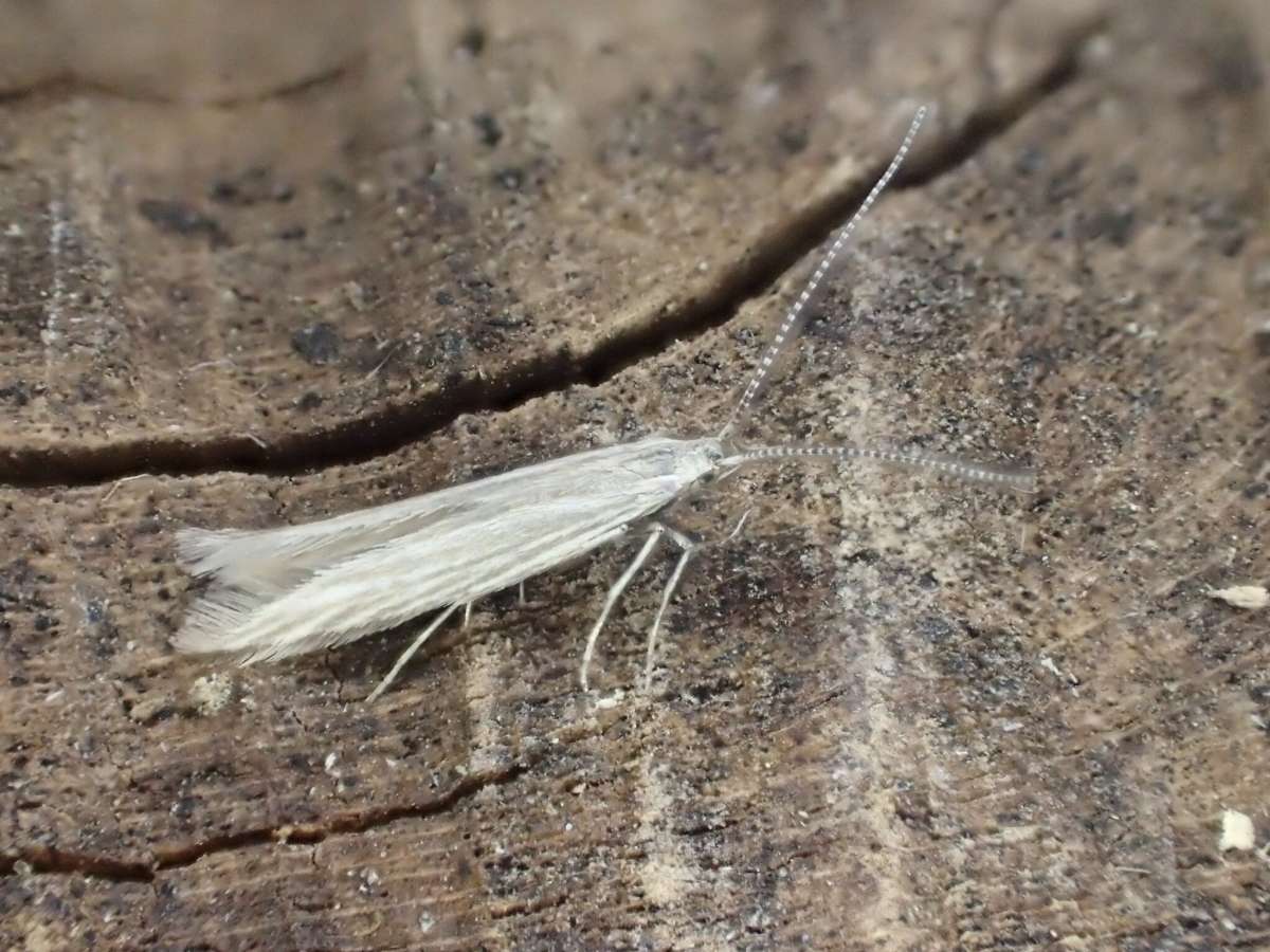 Wood-rush Case-bearer (Coleophora otidipennella) photographed at Covert Wood by Dave Shenton 