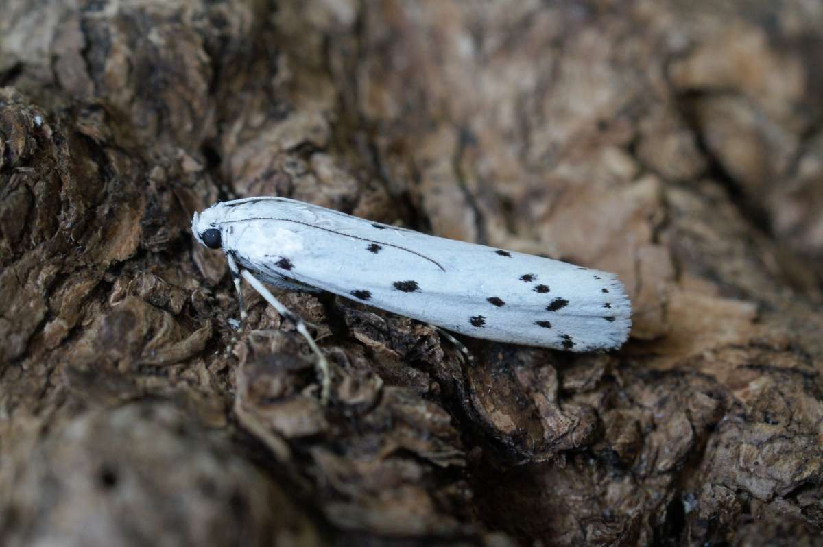 Thistle Ermine (Myelois circumvoluta) photographed at Aylesham  by Dave Shenton 