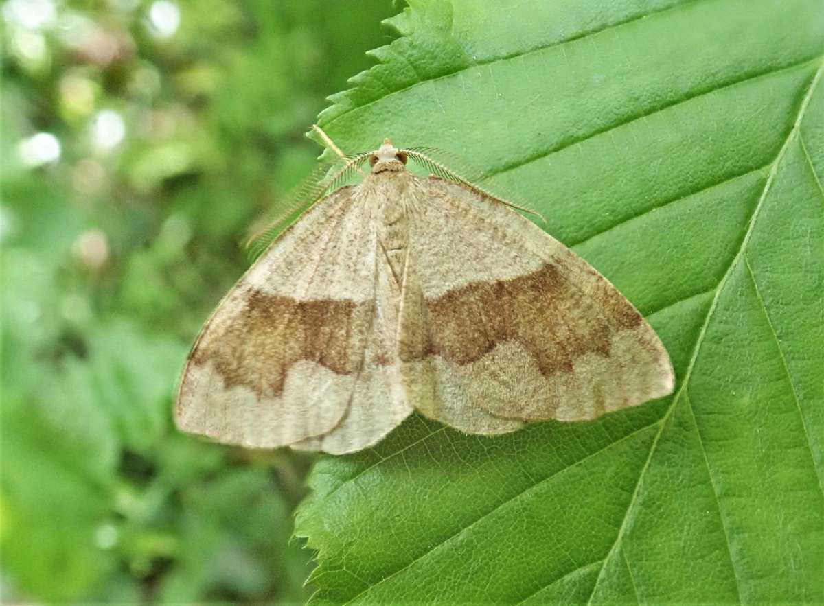 Barred Umber (Plagodis pulveraria) photographed in Kent by John Dale 