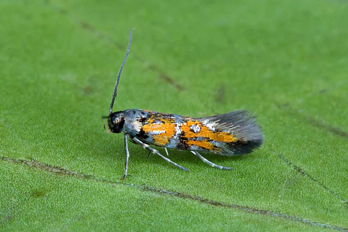 Flame Crest (Chrysoesthia drurella) photographed at  Boughton-under-Blean  by Peter Maton