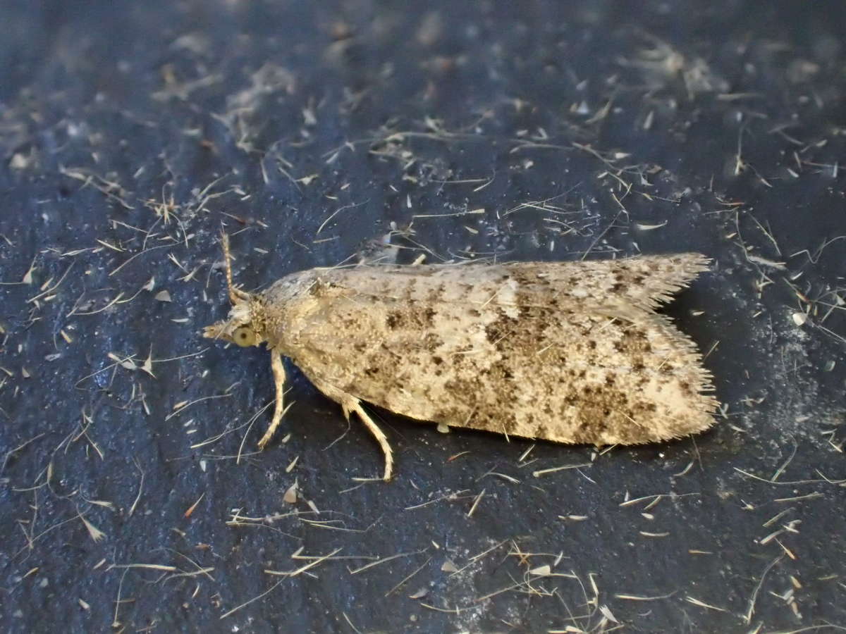 Flax Tortrix (Cnephasia asseclana) photographed at University of Kent by Dave Shenton 