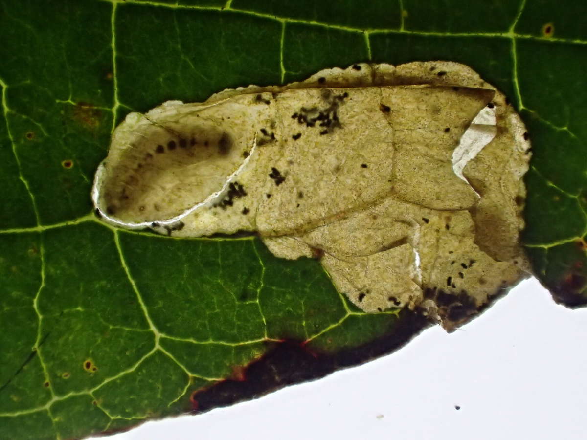 Yellow-spot Lift (Antispila petryi) photographed at Aylesham  by Dave Shenton 