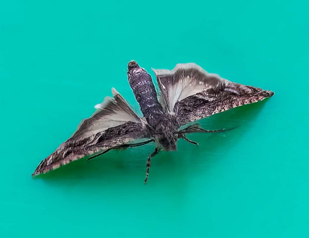 Early Oak Piercer (Pammene giganteana) photographed at Marden  by Darren Nicholls