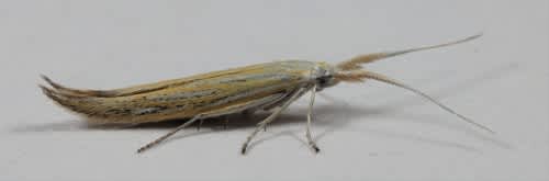 Downland Case-bearer (Coleophora lixella) photographed in Kent by Steve Cutt