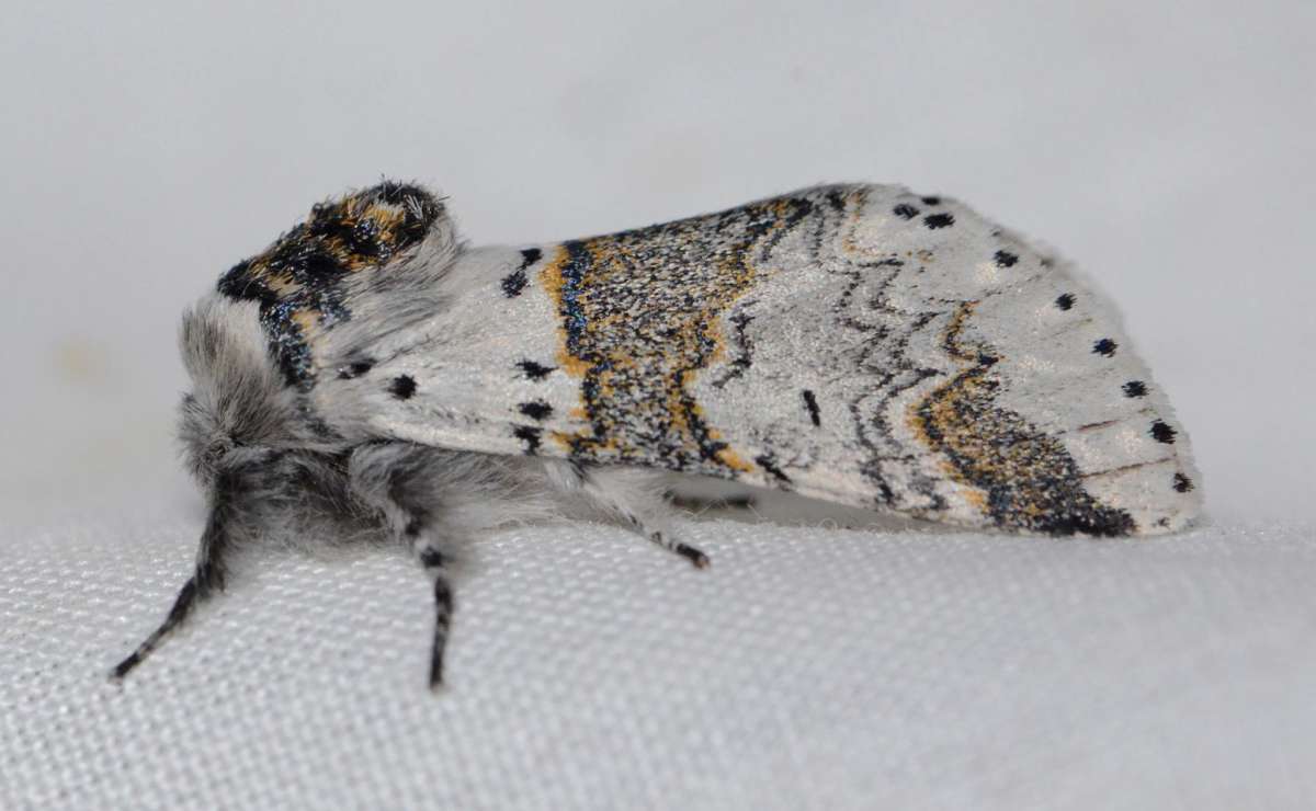 Sallow Kitten (Furcula furcula) photographed in Kent by Alan Stubbs 