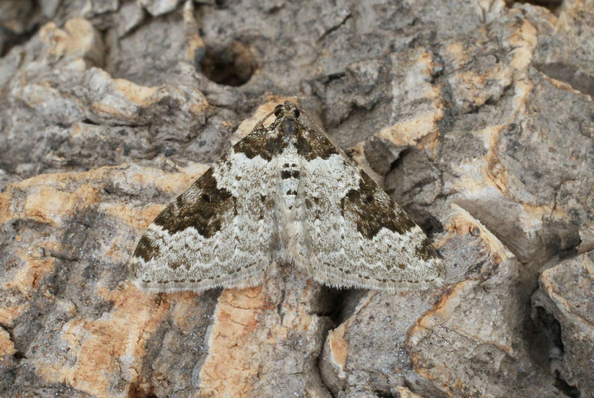 Garden Carpet (Xanthorhoe fluctuata) photographed at Aylesham  by Dave Shenton 