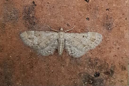 Plain Pug (Eupithecia simpliciata) photographed in Kent by Andrew Lawson 