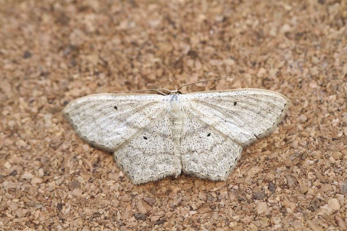 Sub-angled Wave (Scopula nigropunctata) photographed in Kent by Josh Jones