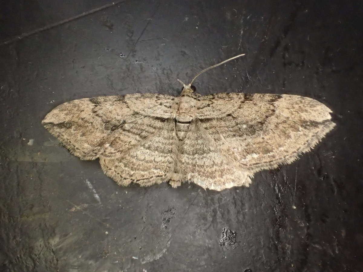 Cryptic Fern (Horisme radicaria) photographed at Aylesham  by Dave Shenton 