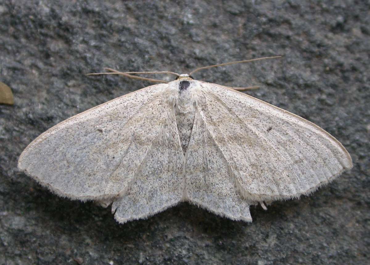 Sub-angled Wave (Scopula nigropunctata) photographed in Kent by Ross Newham 