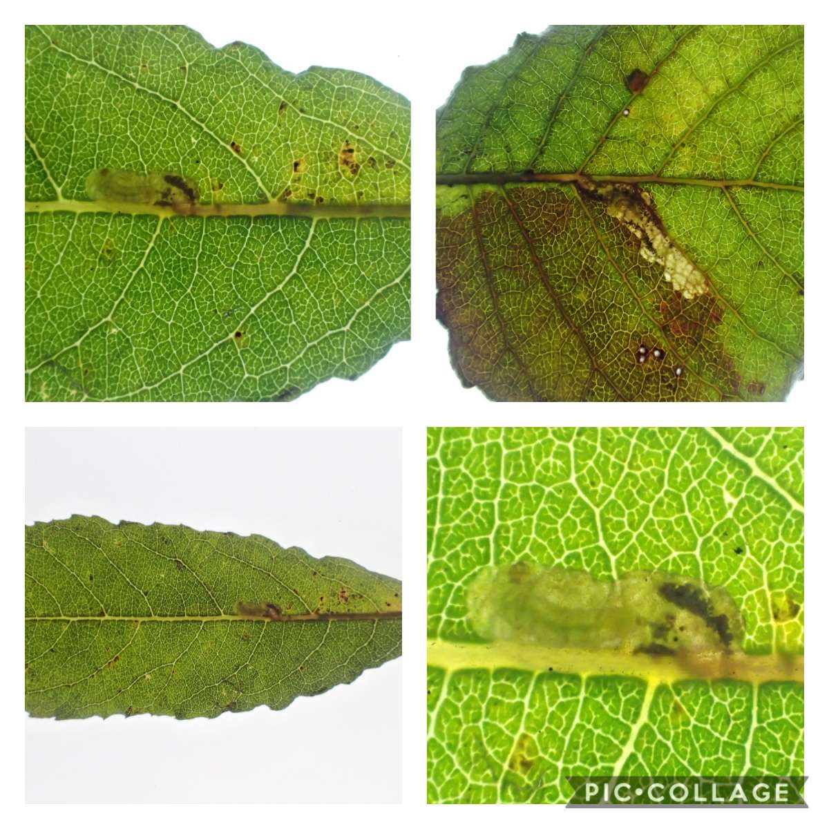 Black-spot Sallow Pigmy (Ectoedemia intimella) photographed in Kent by Dave Shenton 