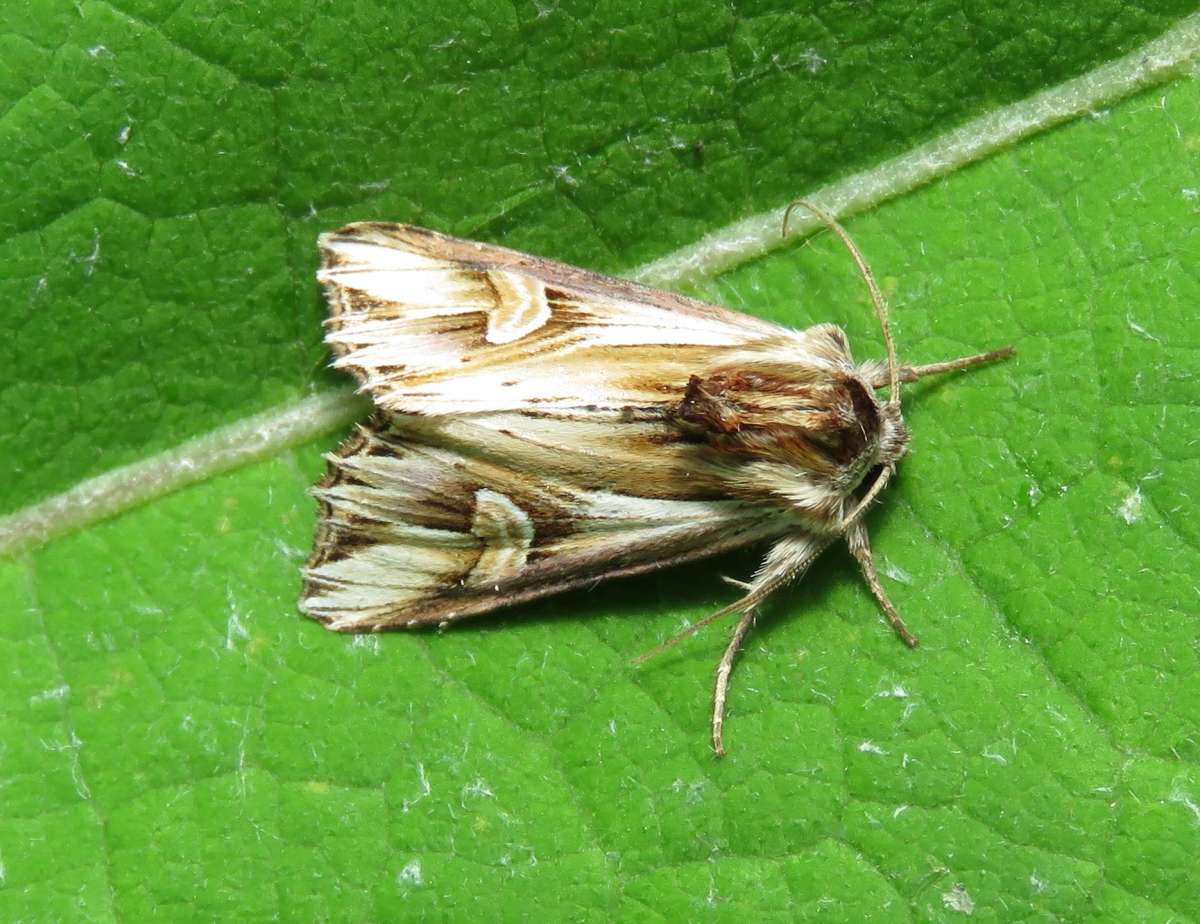 Purple Cloud (Actinotia polyodon) photographed at Densole  by Tony Rouse