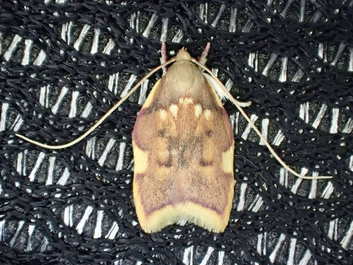 Long-horned Flat-body (Carcina quercana) photographed in Kent by Dave Shenton