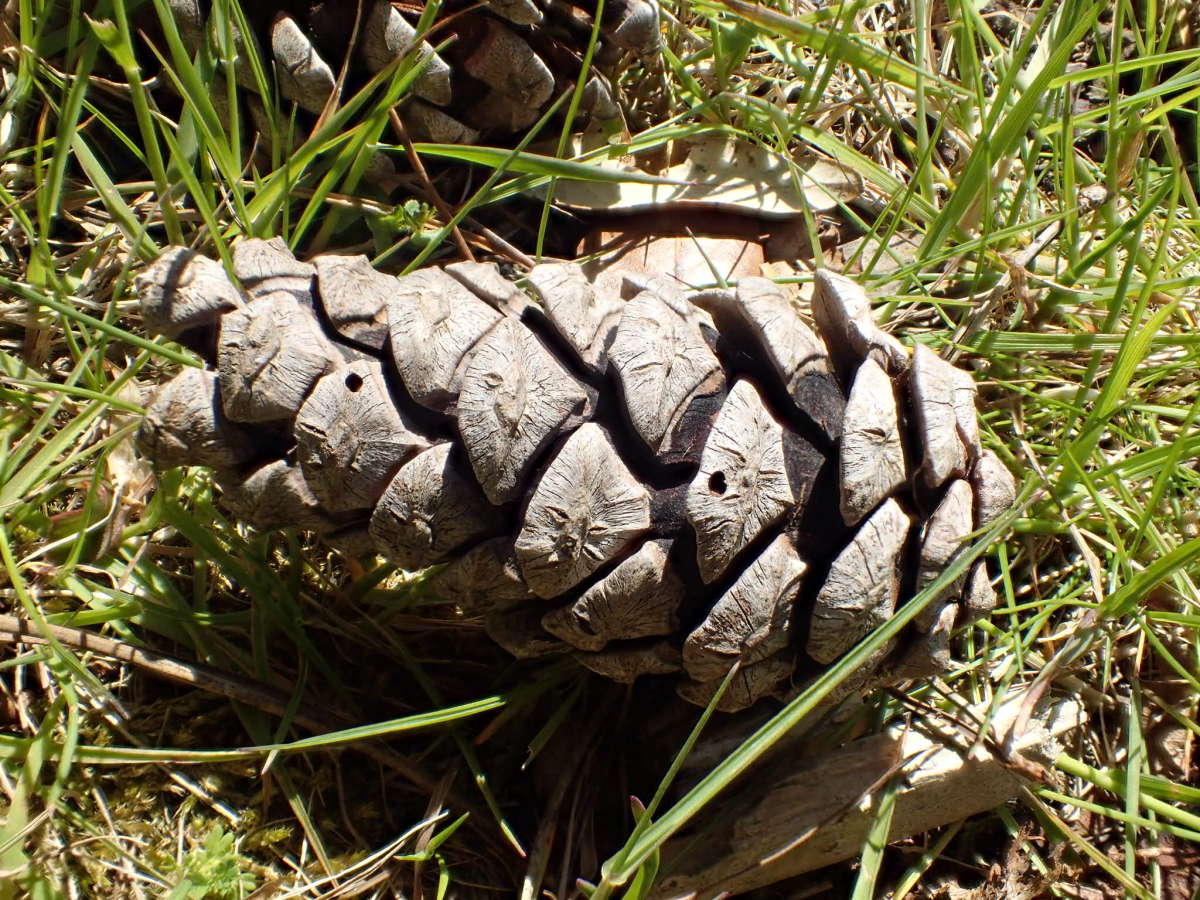 Pine-cone Piercer (Cydia conicolana) photographed at Betteshanger C P  by Dave Shenton 