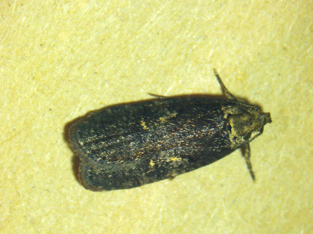 Sallow Flat-body (Agonopterix conterminella) photographed at Haysden Country Park by Phil Ambler