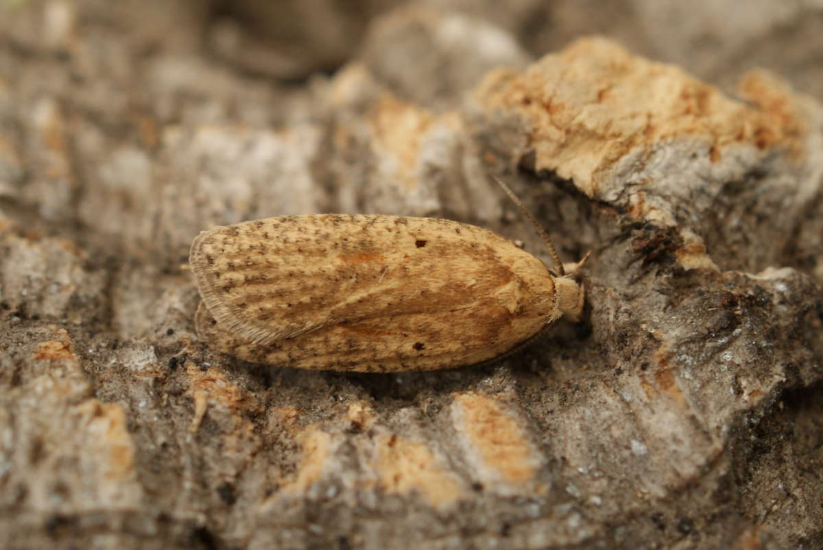 Dusted Flat-body (Agonopterix assimilella) photographed at Aylesham  by Dave Shenton 